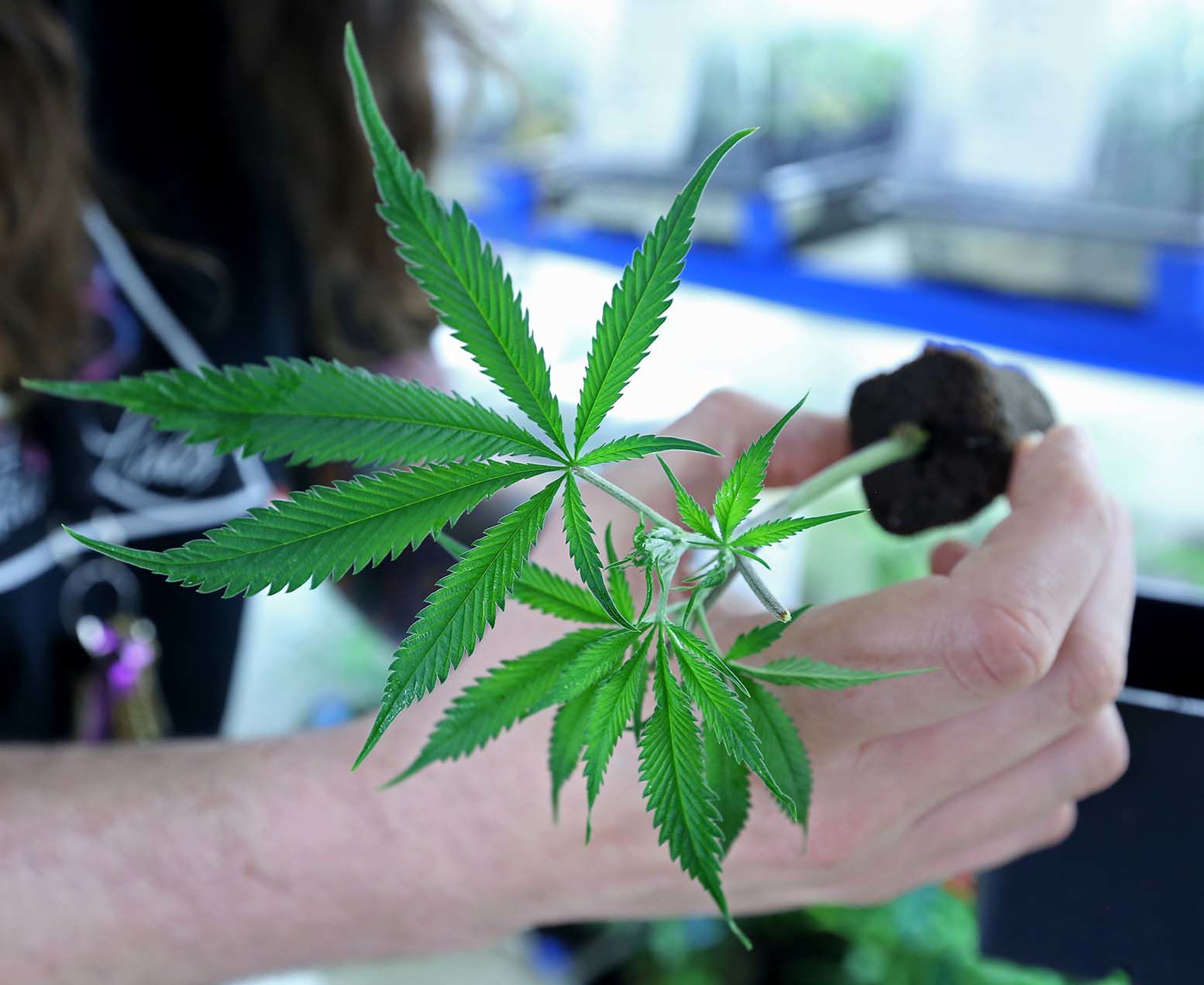 Growing cannabis
